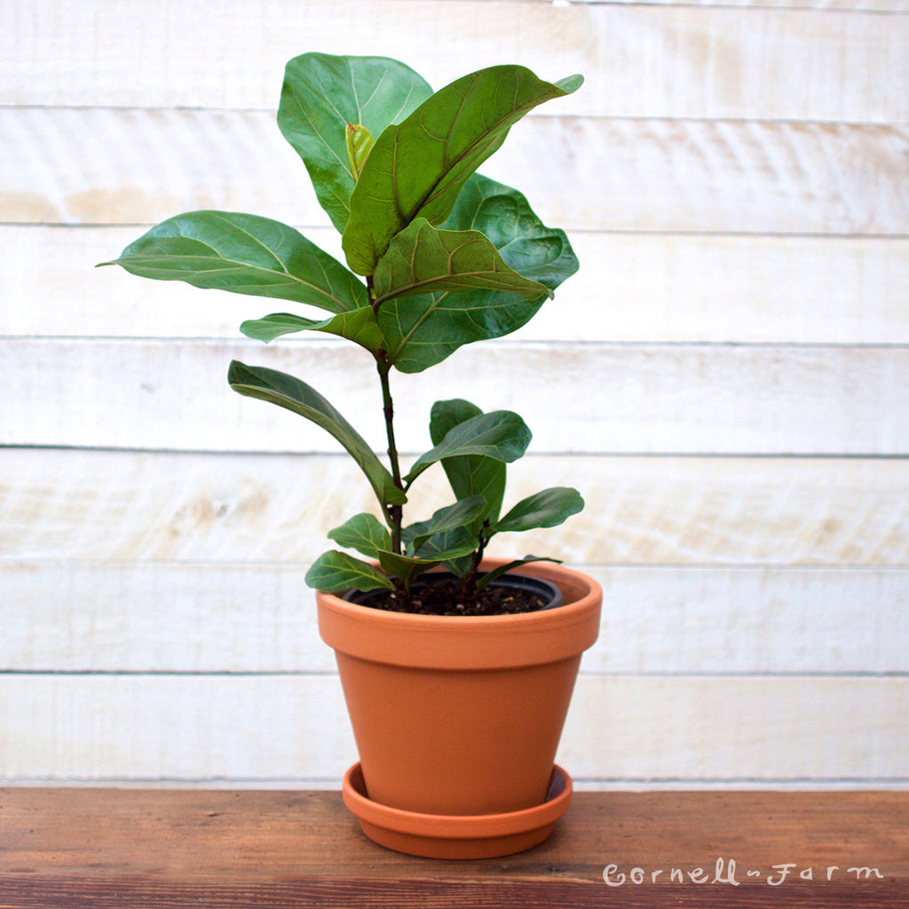 Ficus lyrata 4in Fiddle Leaf Fig