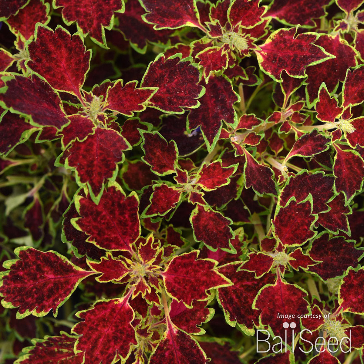 Coleus TrailBlazer Glory Road 4.25in CF