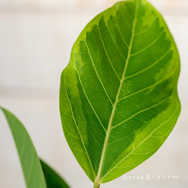 ficus altissima leaves curling Ficus altissima 4in Council Tree – Cornell Farm