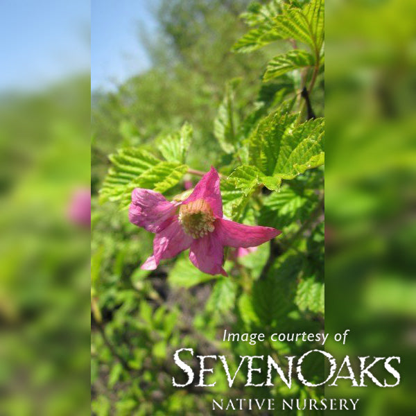 Rubus spectabilis 3gal Salmonberry