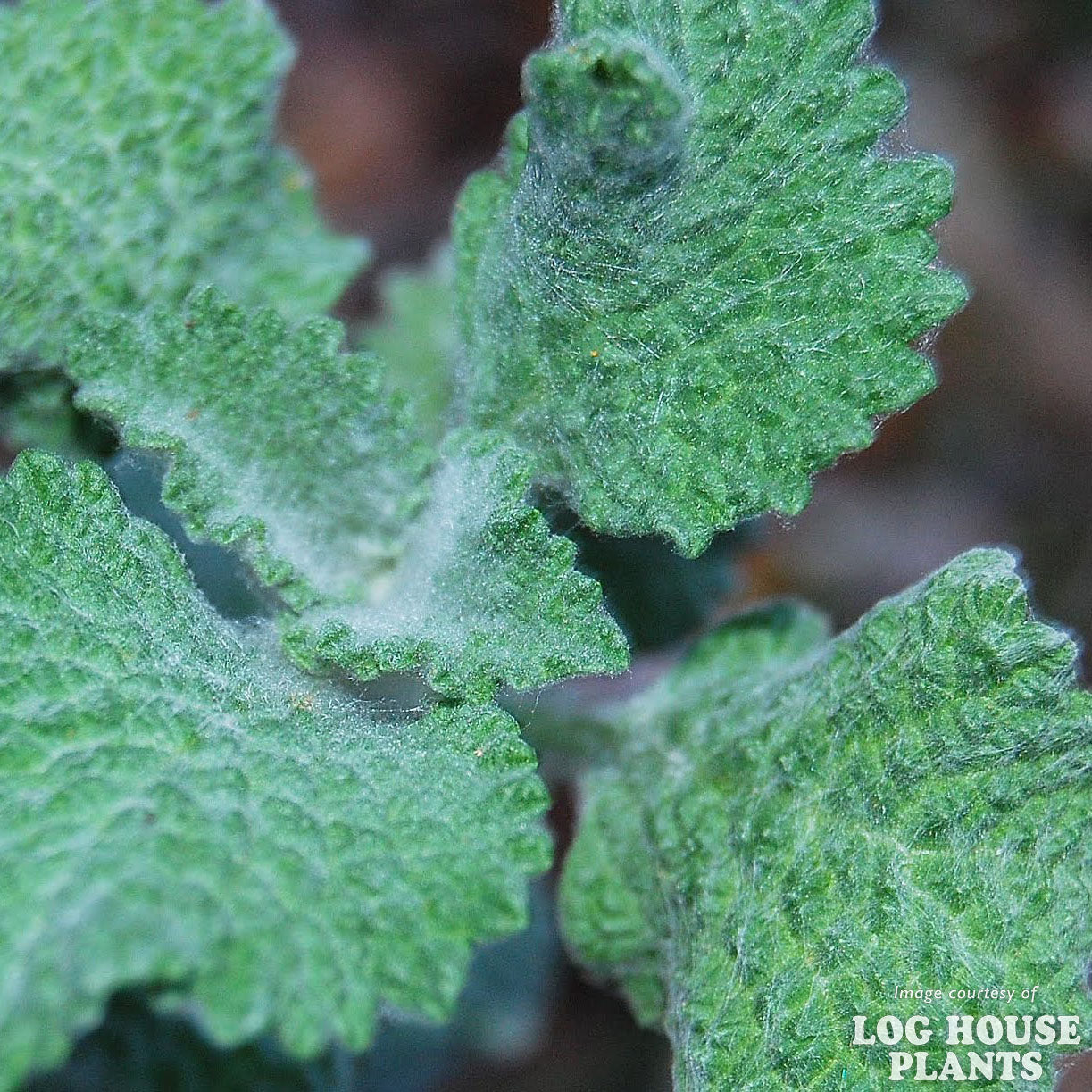 Horehound White marrubium vulgare 4in