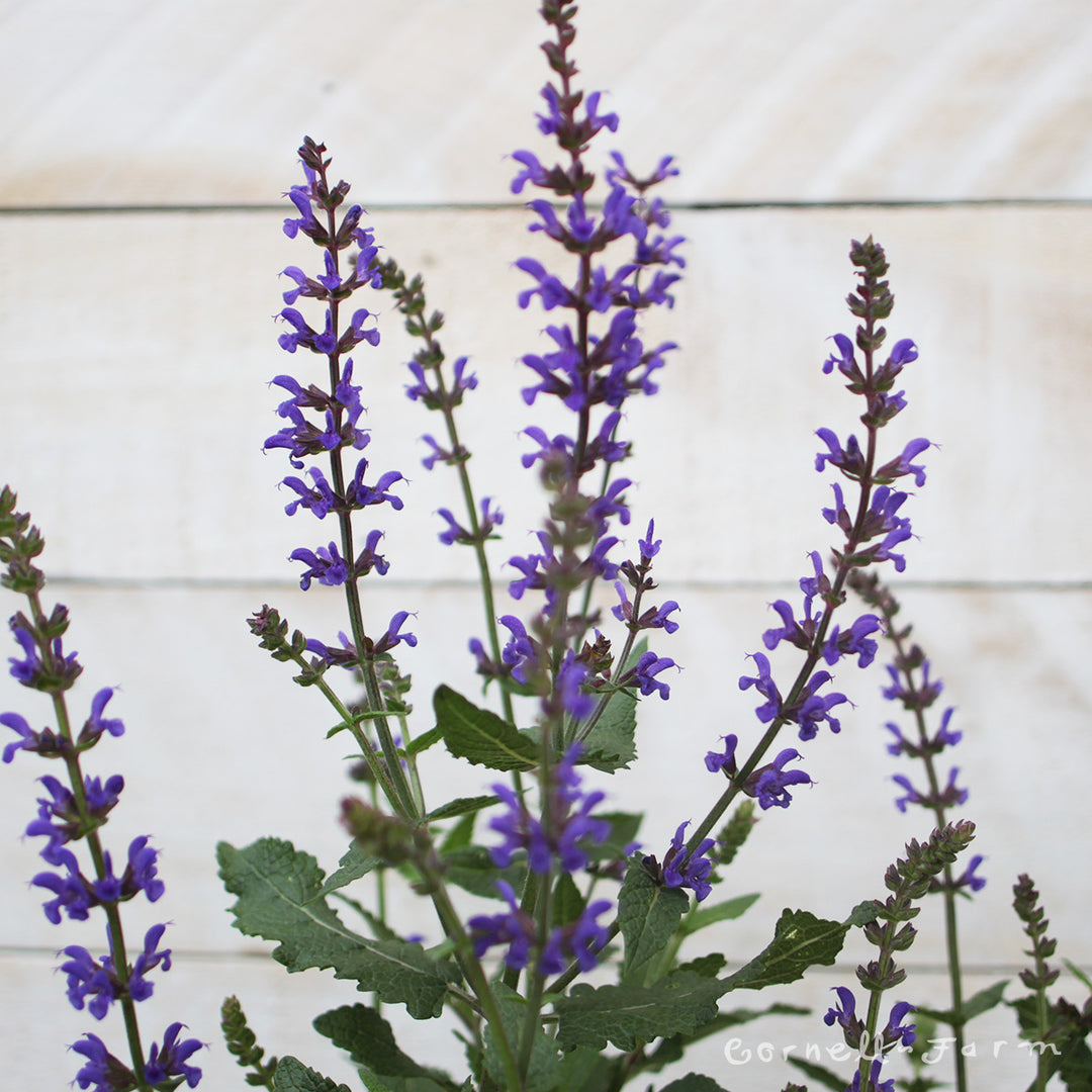 Salvia syl Spring King 1gal – Cornell Farm