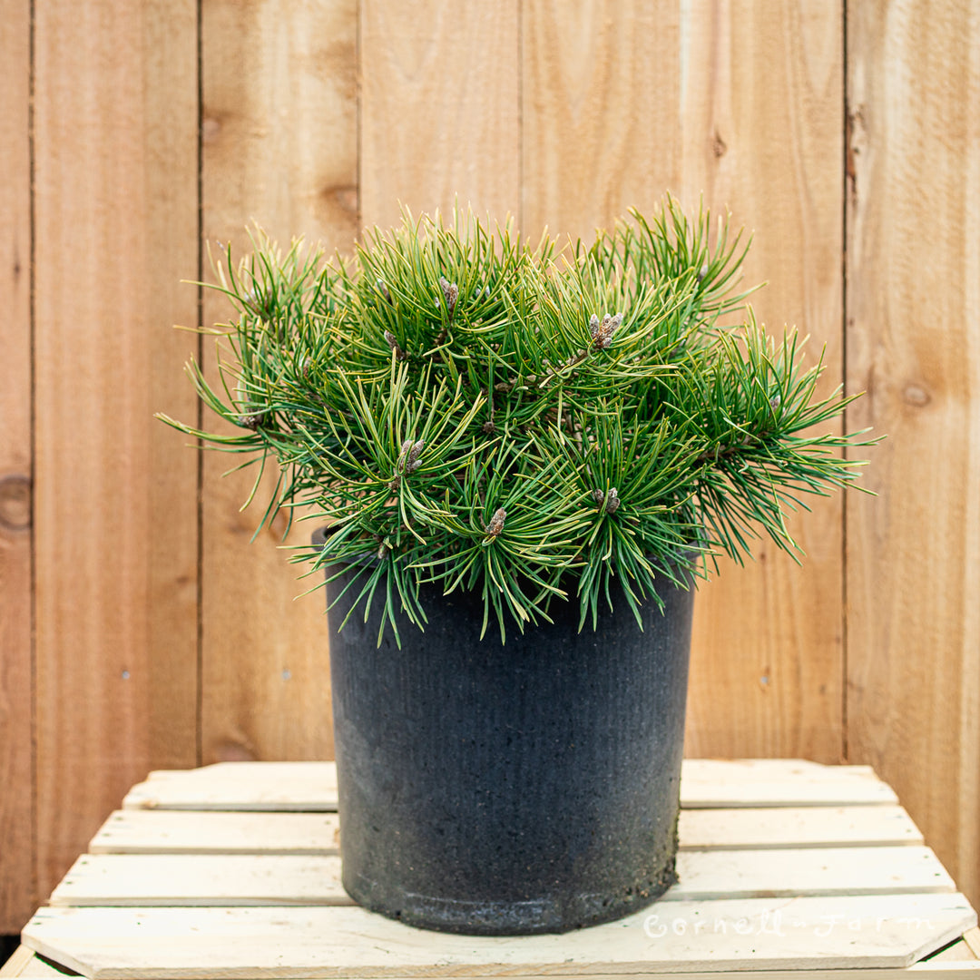 Pinus sylvestris Hillside Creeper 3gal Scots Pine – Cornell Farm