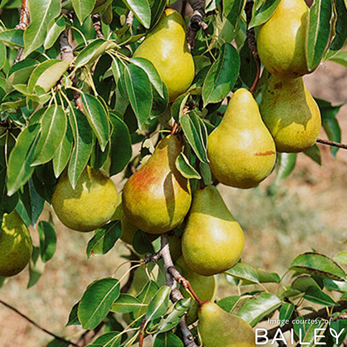 Pear Bartlett 5gal