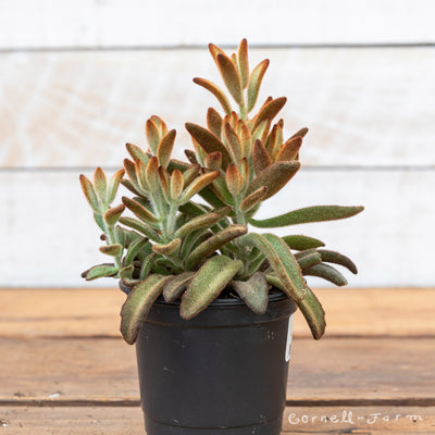 Kalanchoe tomentosa 4in Panda Plant