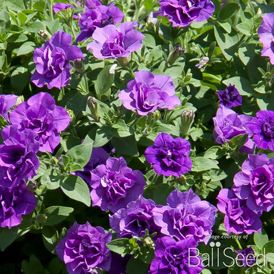 Petunia Provence SweetSunshine 4.25in. Double CF