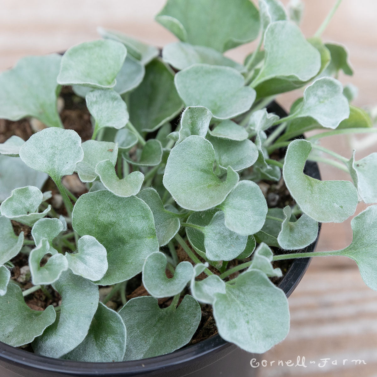 Dichondra Silver Falls 4in