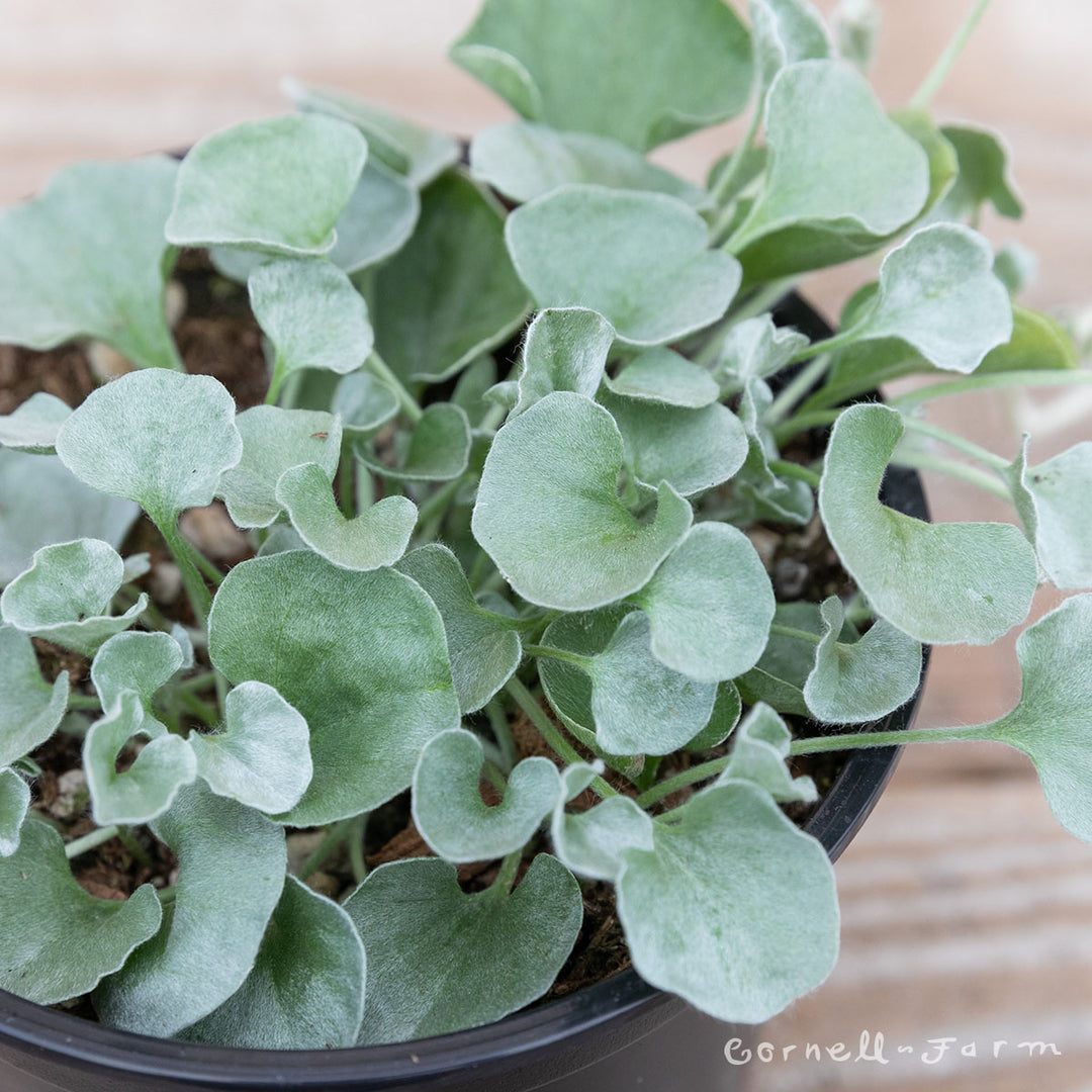 Dichondra Silver Falls 4.25in CF