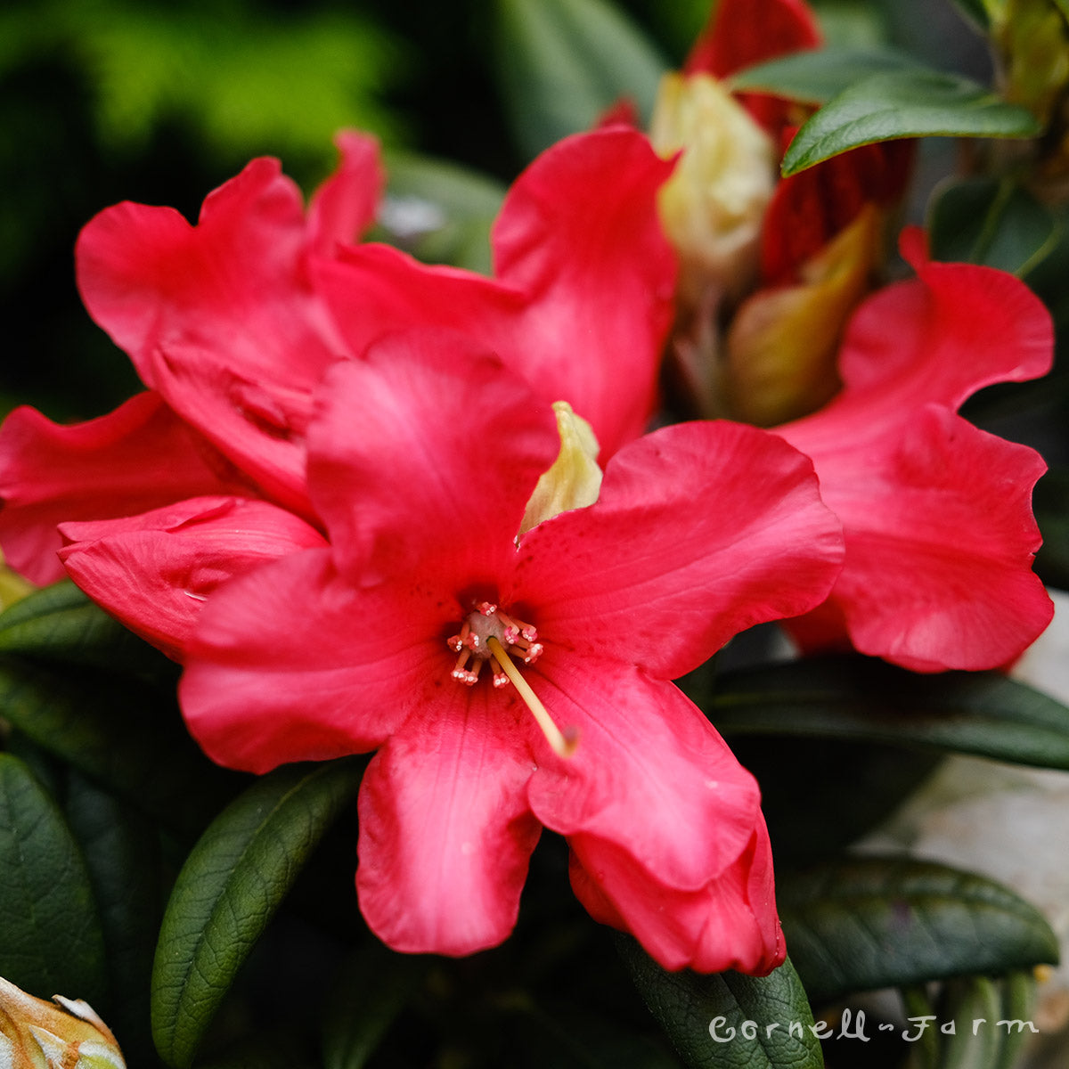 Rhododendron Fred Peste 5gal