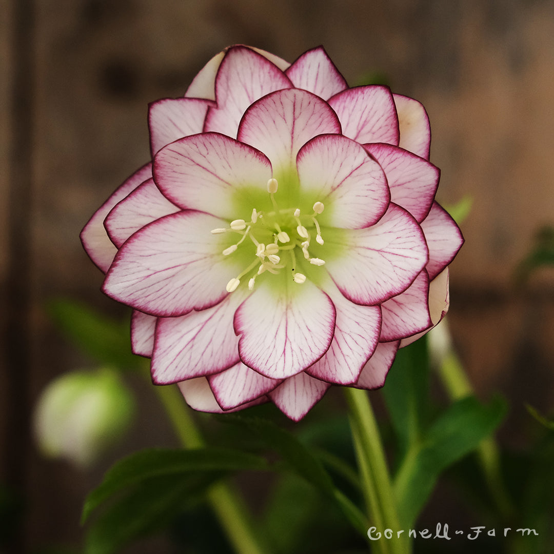 Helleborus Fire and Ice WJ 1gal Winter Jewels – Cornell Farm
