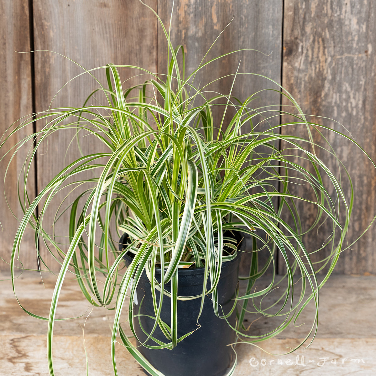 Carex Feather Falls 1gal