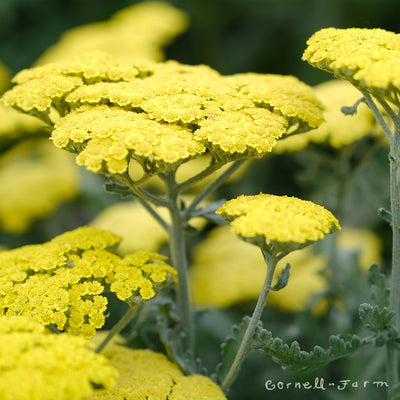 Perennials - Other Perennials – Cornell Farm