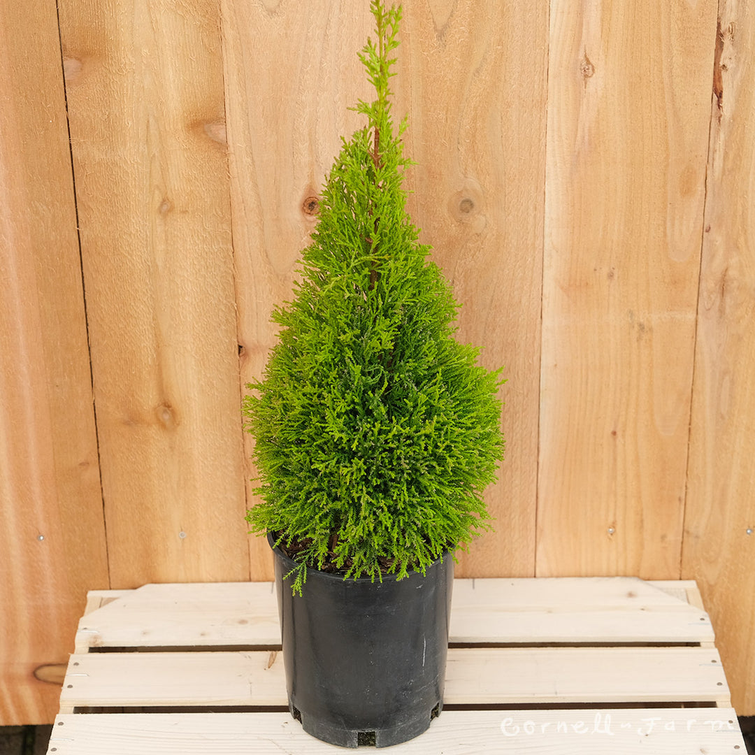 Cupressus m. Wilma Goldcrest 3gal Lemon Cypress – Cornell Farm