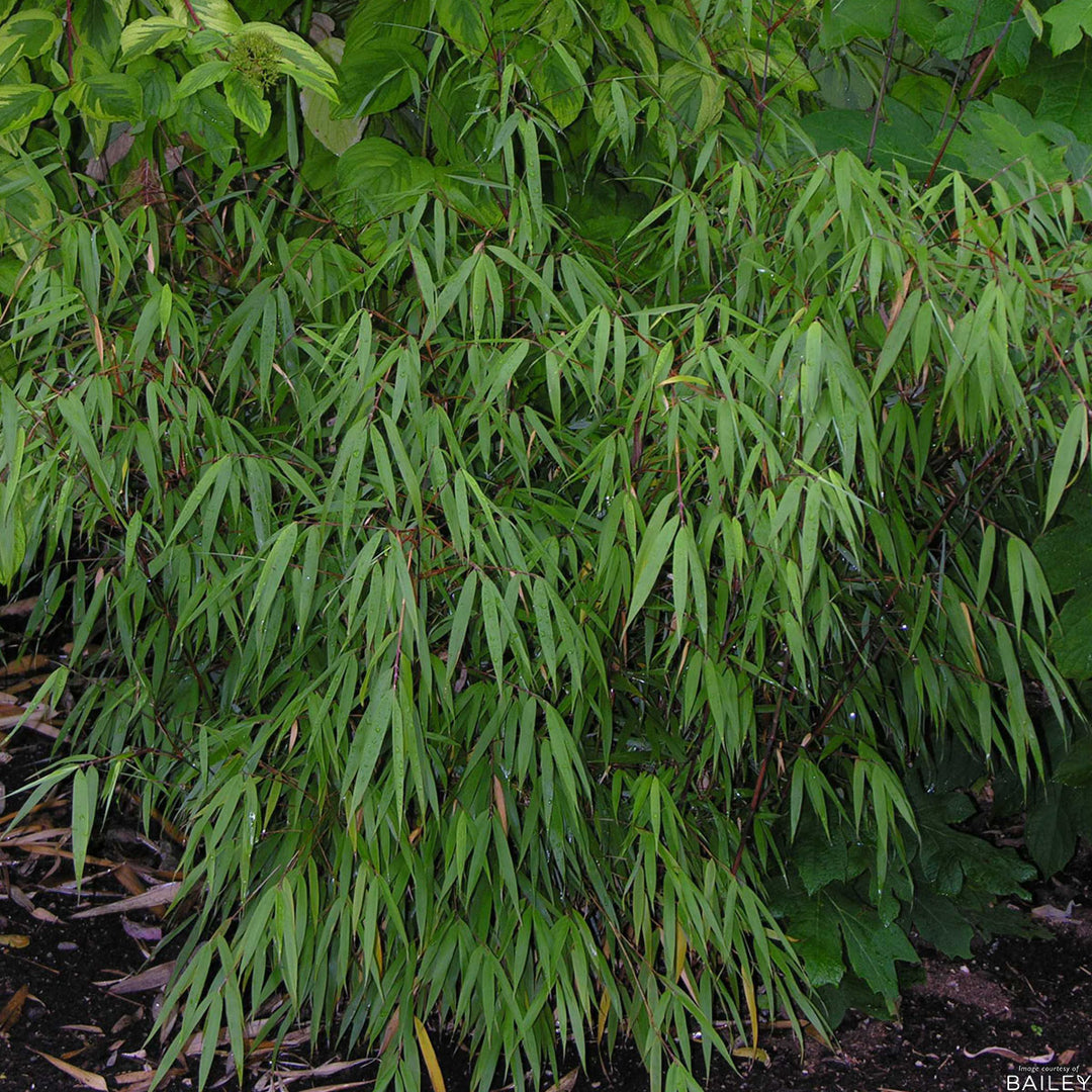 fargesia scabrida kaufen Fargesia Scabrida 2gal Clumping Bamboo