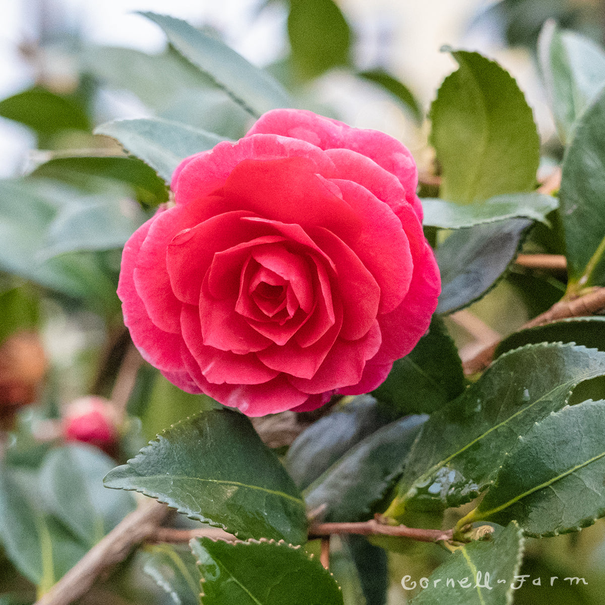 Camellia s. Purple Haze 5gal