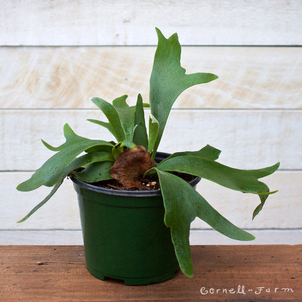 Platycerium bifurcatum 6in Staghorn Fern HB – Cornell Farm