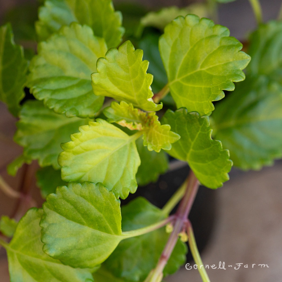 Plectranthus australis 4in Swedish Ivy