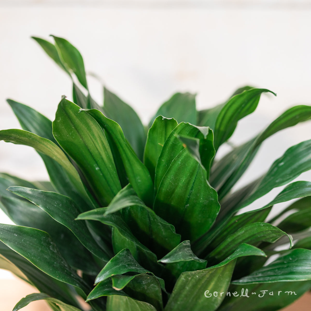 Dracaena compacta 6in Janet Craig – Cornell Farm
