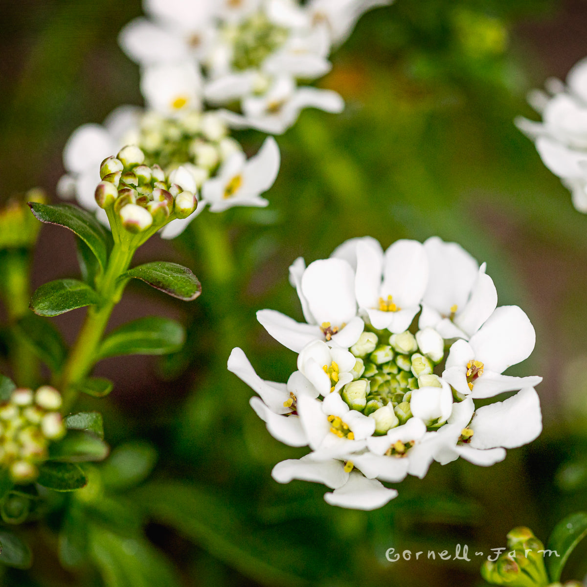 Iberis s. Purity 4in Candytuft