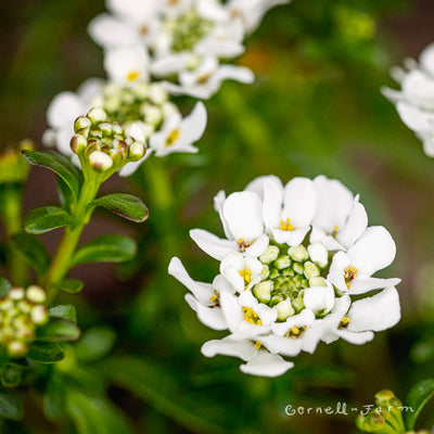 Iberis s Purity 1gal Candytuft