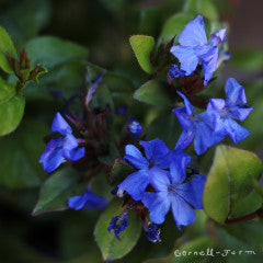 Ceratostigma plumbaginoides Qrt