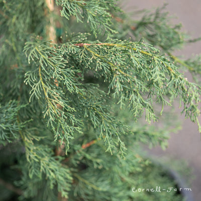 Cupressus s. Italian Cypress 10gal