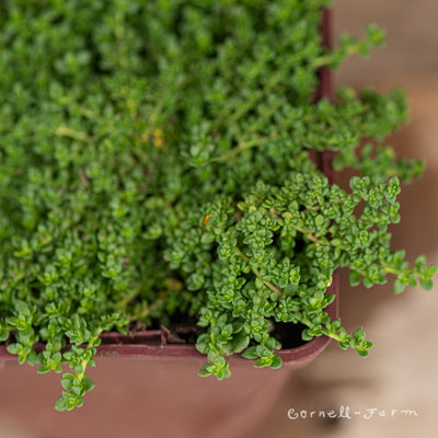 Herniaria glabra 4in Green Carpet