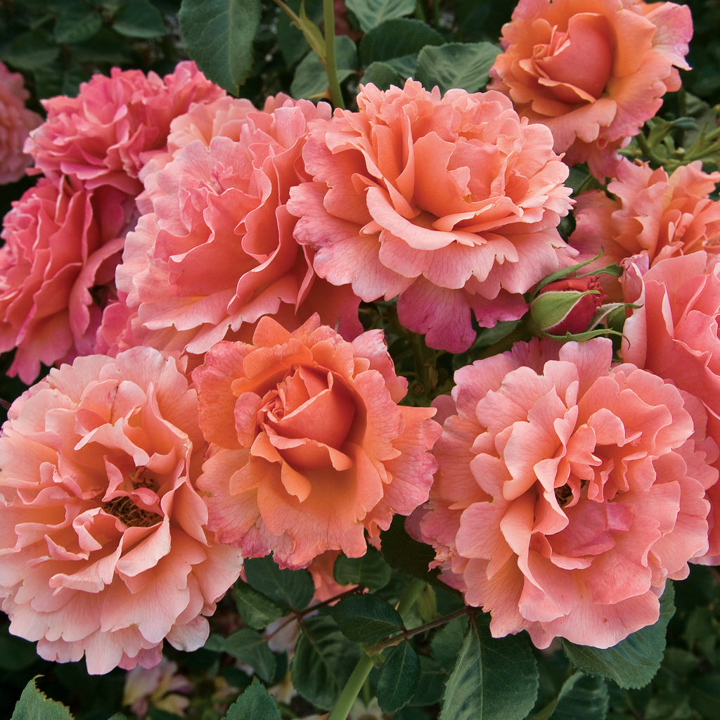Rose Easy Does It 5gal Floribunda – Cornell Farm