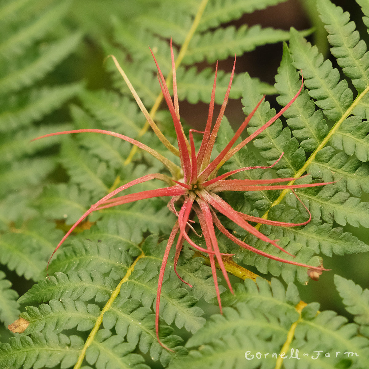 Tillandsia Ionantha Fuego 1-2in