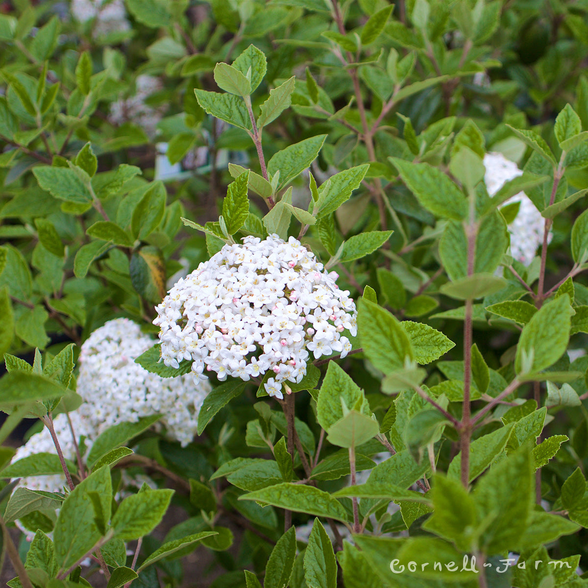 Viburnum carlesii 2gal Korean Spice Viburnum