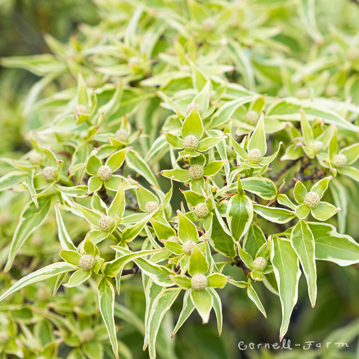 Cornus k. Wolf Eyes 3-4ft Dogwood tree 1.25-1.5 cal