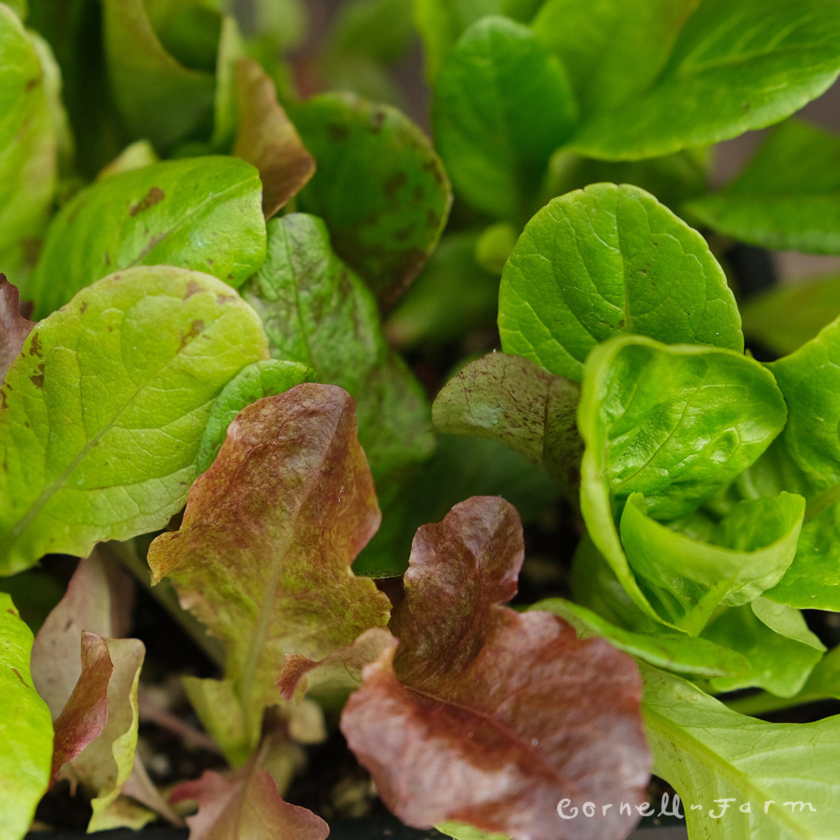 Lettuce Wild Garden Mix Jumbo 6pk