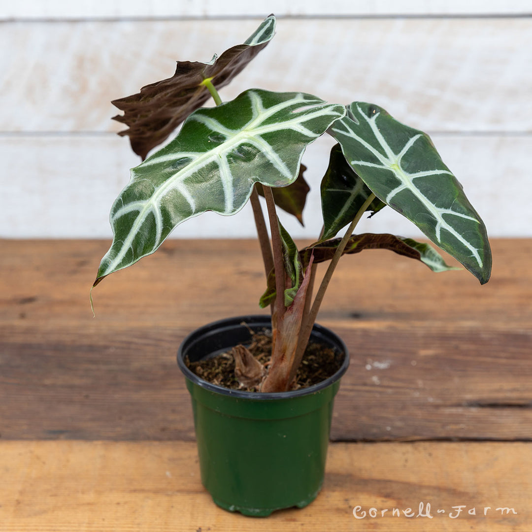 Alocasia amazonica Polly 4in Dwarf African Mask – Cornell Farm