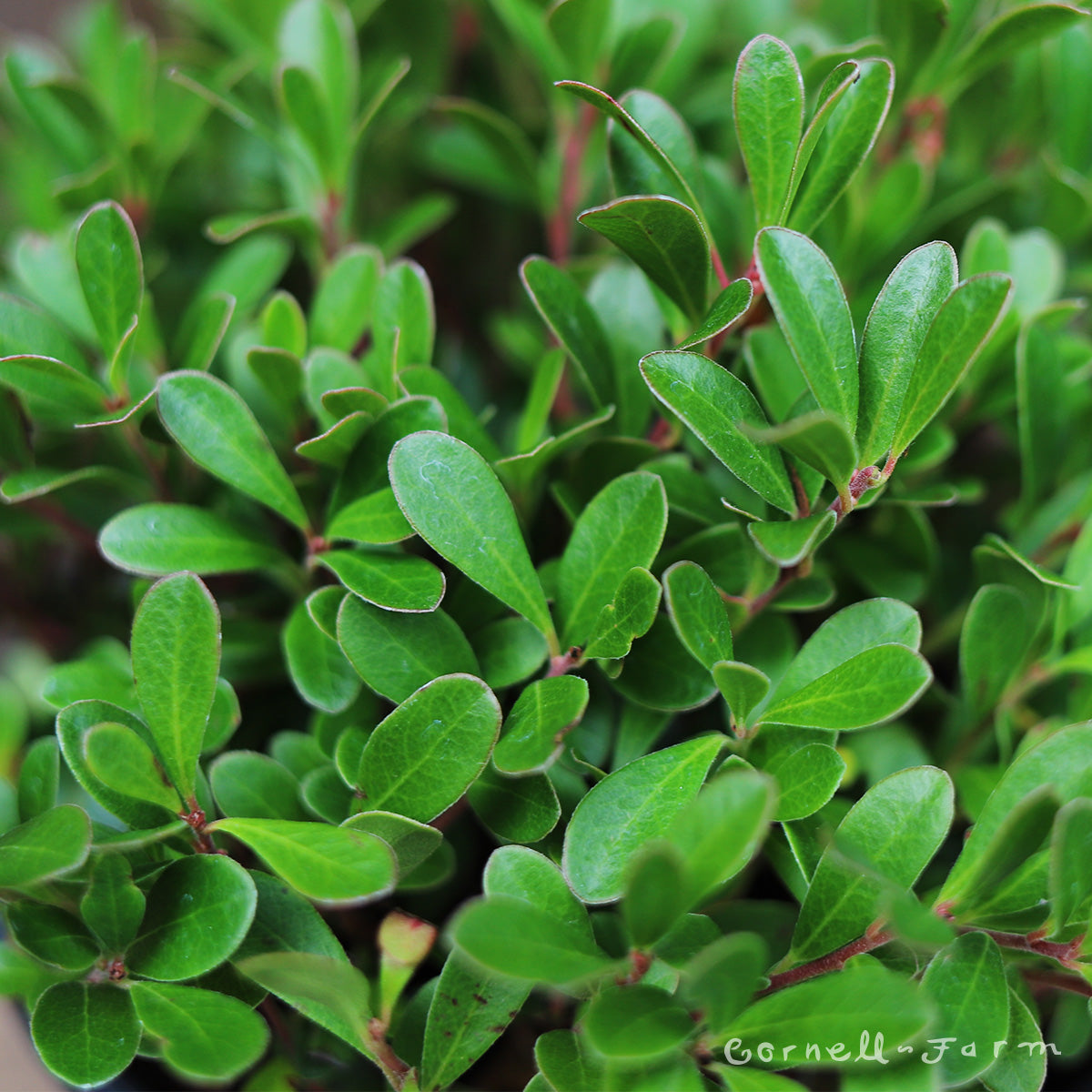 Arctostaphylos u Vancouver Jade 1gal kinnikinnick – Cornell Farm