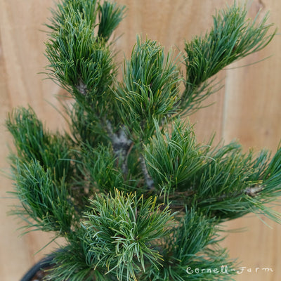 Pinus p. Ara kawa 3gal Japanese White PIne