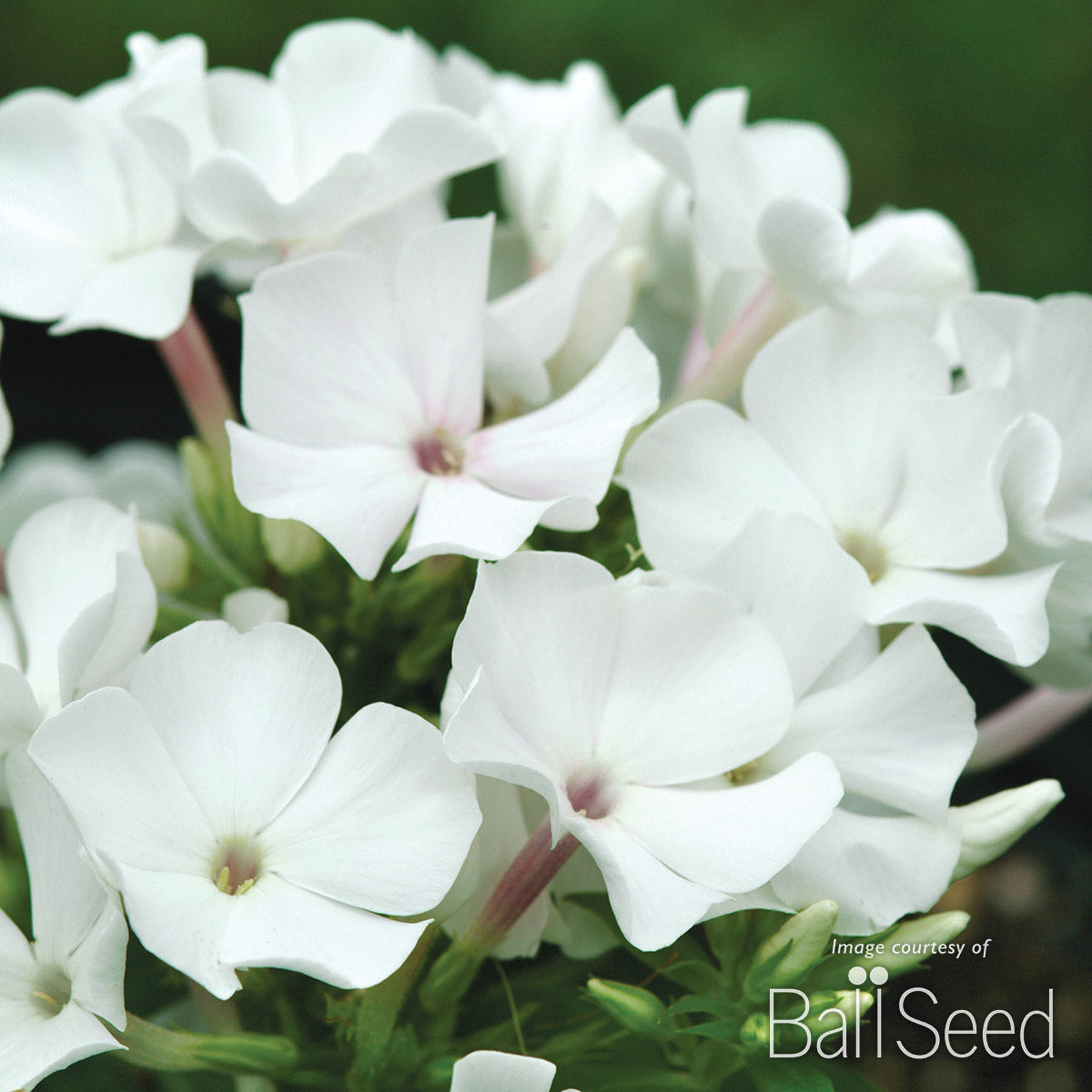 Phlox paniculata Flame White 1gal CF