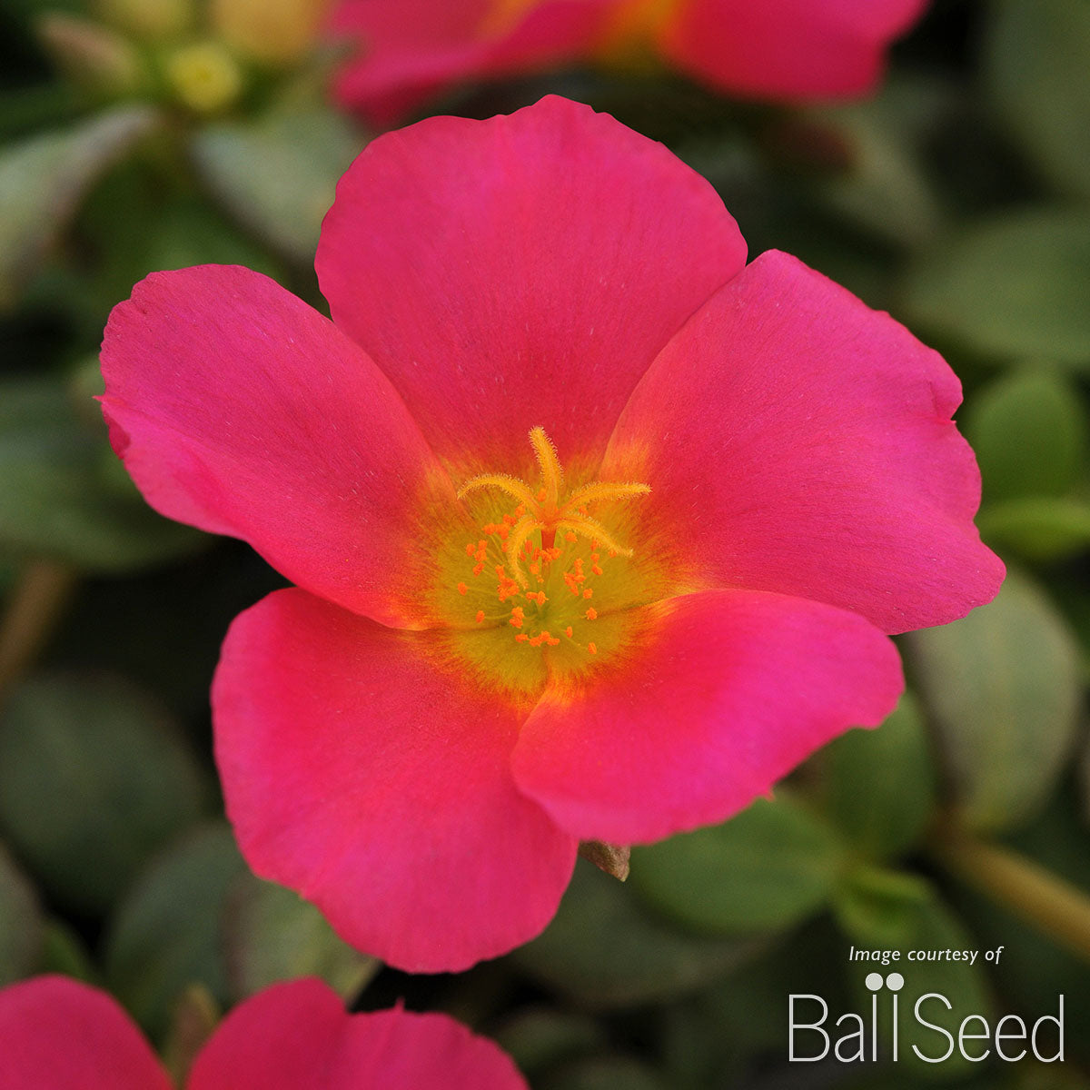 Portulaca Magenta RioGrande 4.25in