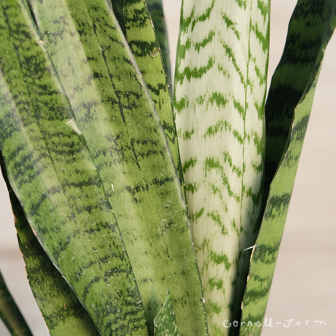 Sansevieria trifasciata 8in Zeylanica – Cornell Farm