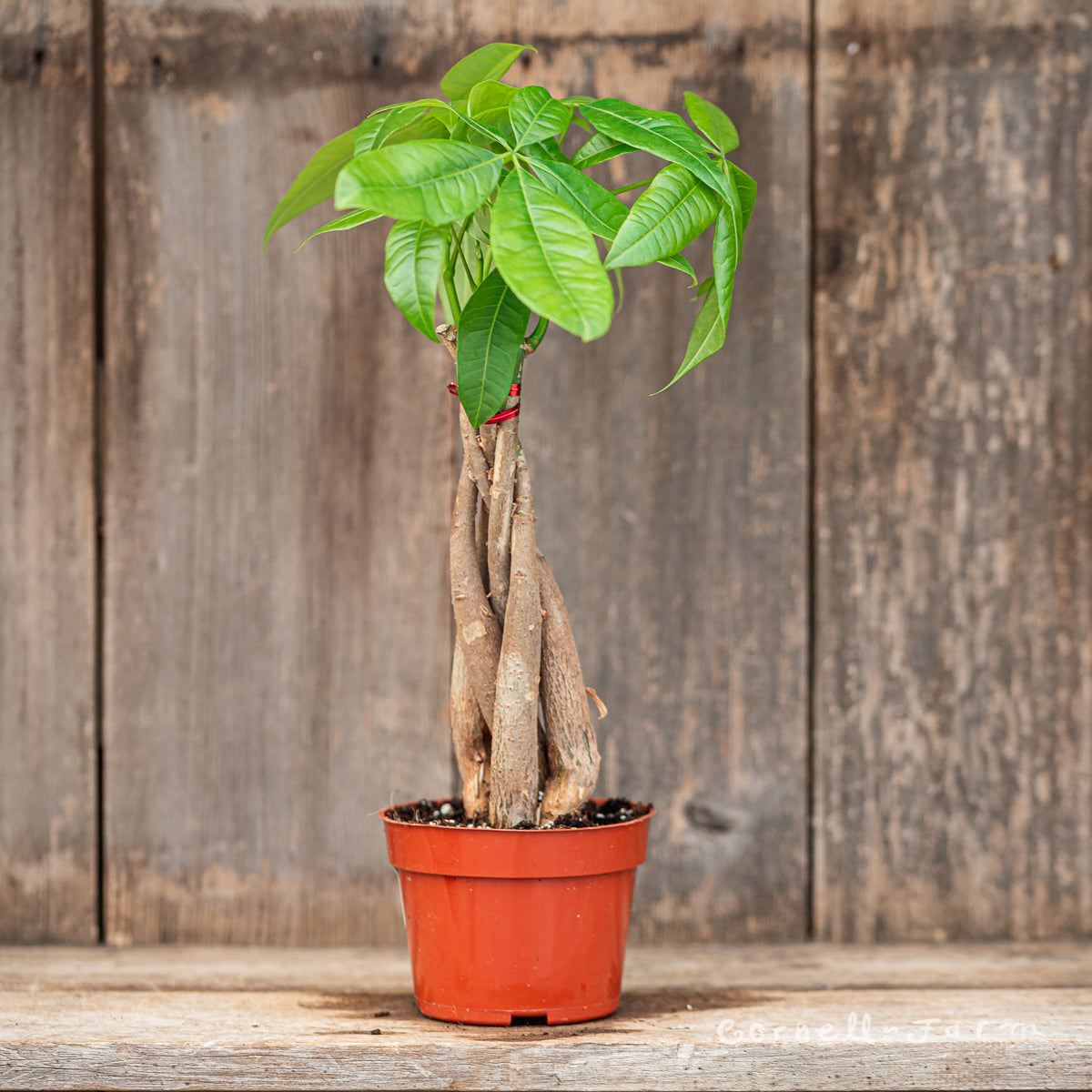 money tree braided stem Pachira aquatica 4in Braided Money Tree