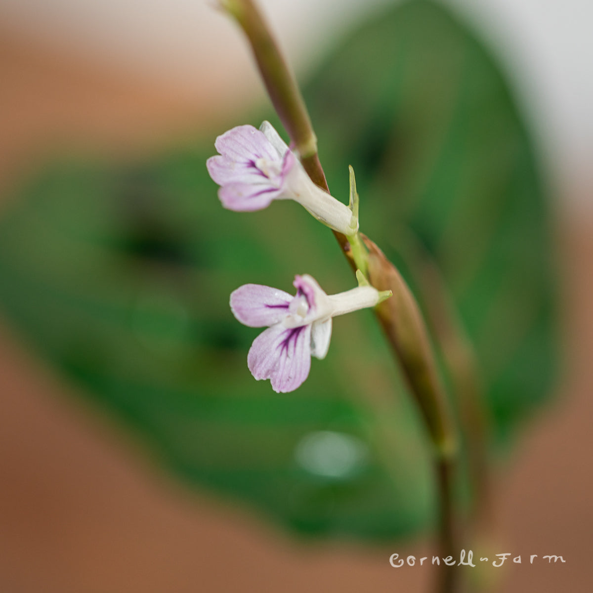 red maranta prayer plant flower Maranta le. erythroneura 4in Red Nerve Prayer Plant – Cornell Farm