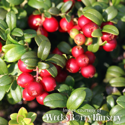 Vaccinium vitis-idaea Lingonberry 2gal