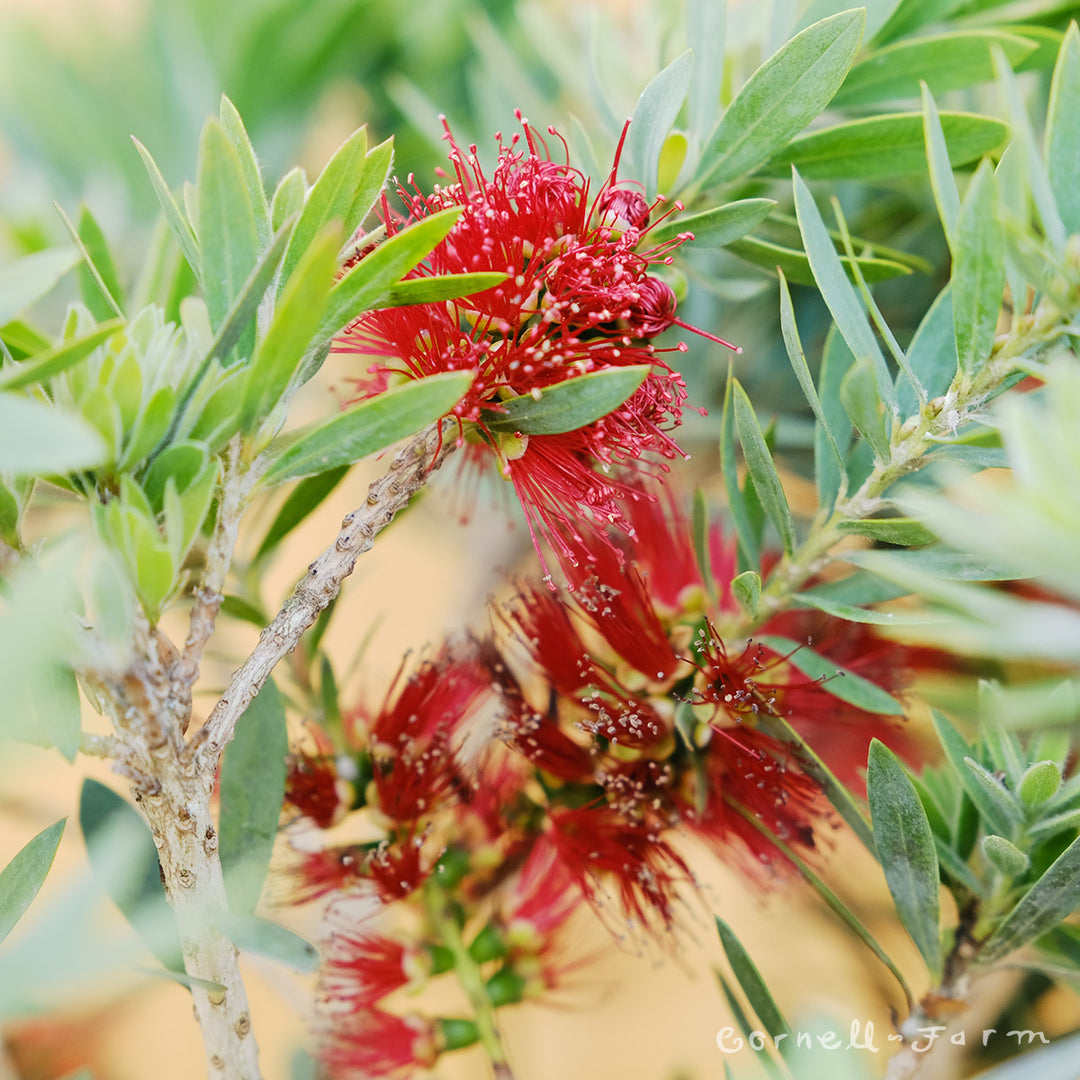 callistemon plant Callistemon Little John 2gal Bottlebrush