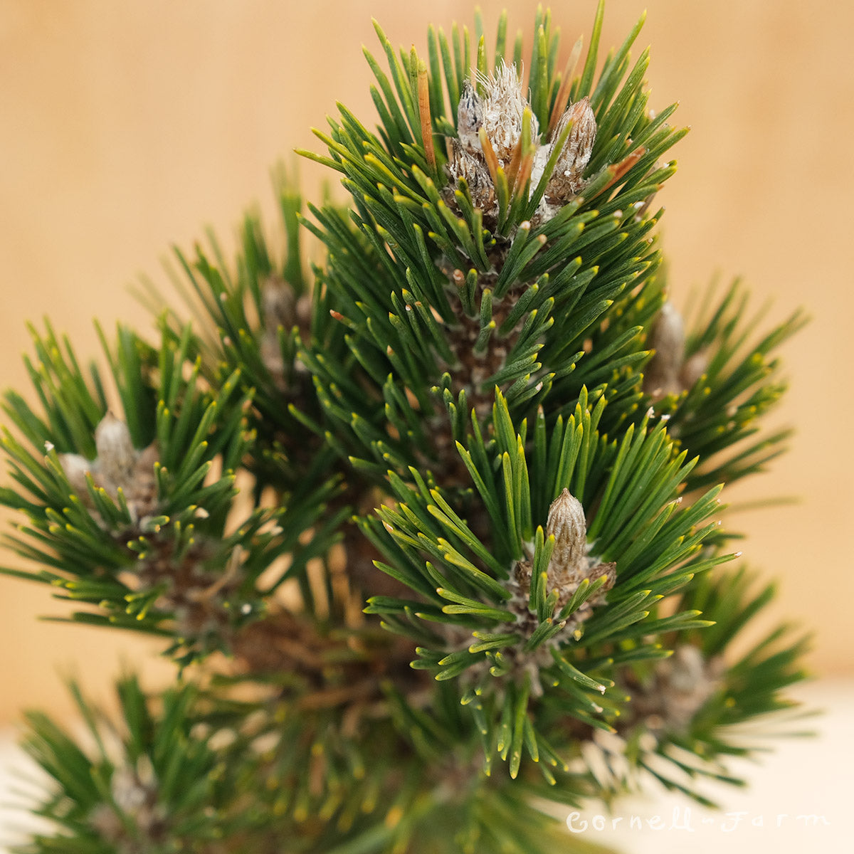 Pinus t. Koto Buki 3gal Japanese Black Pine – Cornell Farm