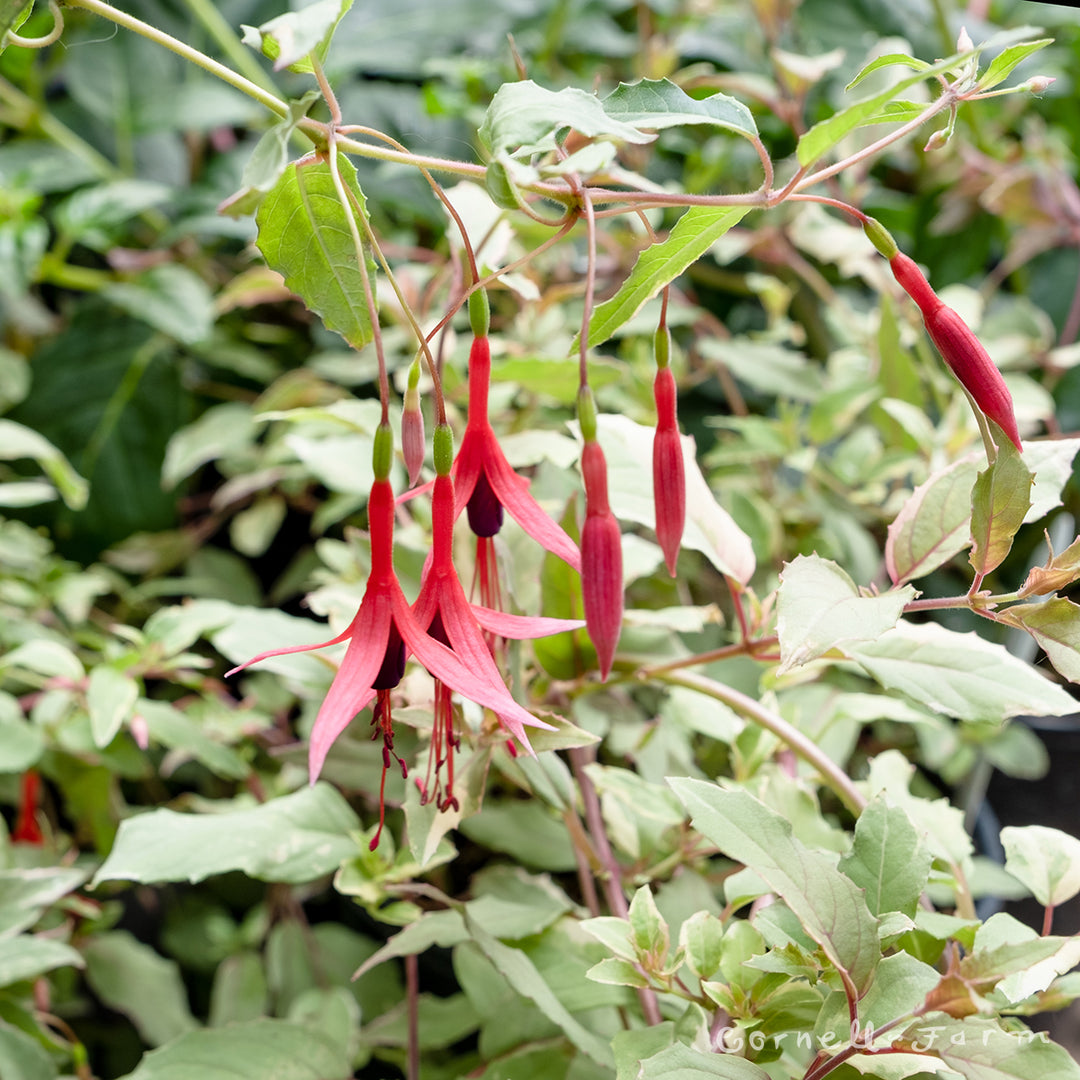 Fuchsia magellanica Tricolor 1gal