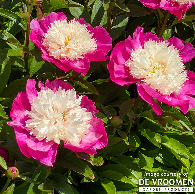 Paeonia White Cap 2 gal Peony CF