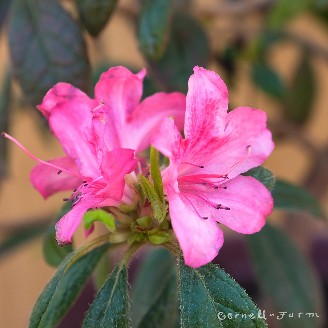 Azalea Autumn Jewel 1gal Encore – Cornell Farm