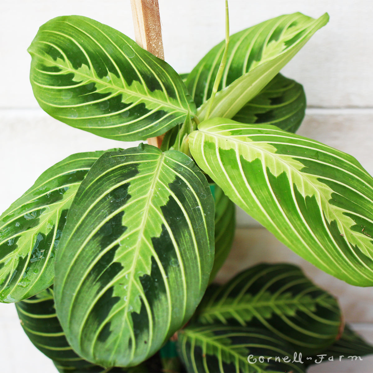 Maranta le. erythroneura Red Nerve Prayer Plant 6in (Staked)