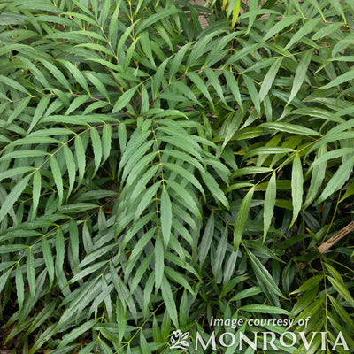 Mahonia eurybracteata Narihira Soft Caress 5 gal