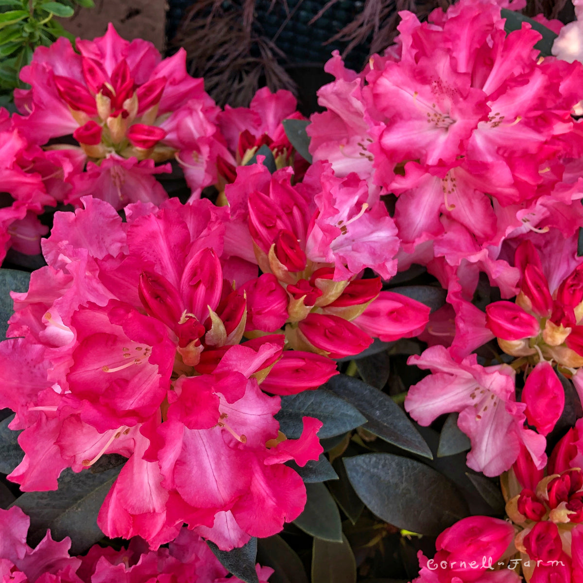 Rhododendron Solidarity 18-21in