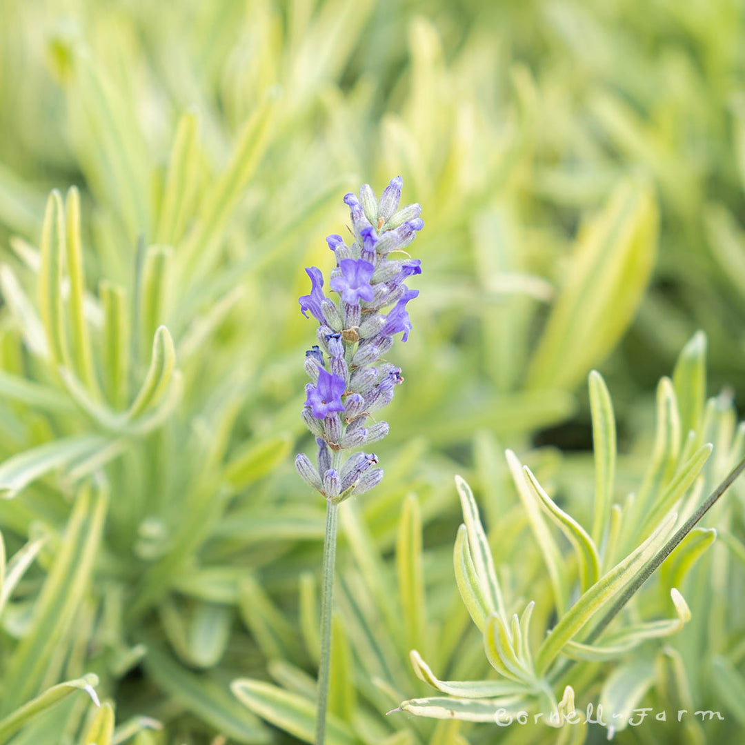 platinum blonde lavender plant care Lavandula a Platinum Blonde 1gal English Lavender – Cornell Farm